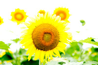 Sunflowers Shoot 2020